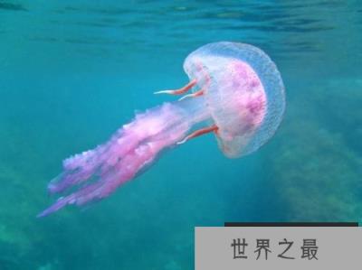 10大不需要大脑的奇特动物