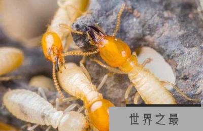 世界五大害虫之一：白蚁被