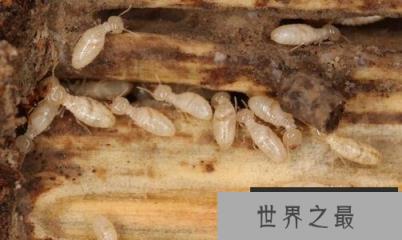 世界五大害虫之一：白蚁被