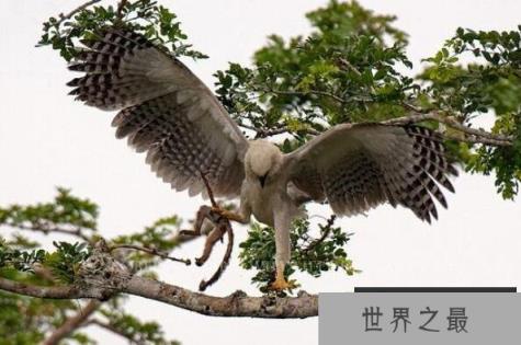 世界十大最凶猛的鸟