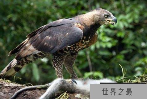 世界十大最凶猛的鸟