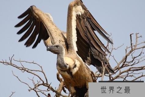 世界十大最凶猛的鸟