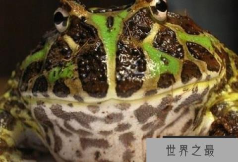 世界最漂亮的10种青蛙