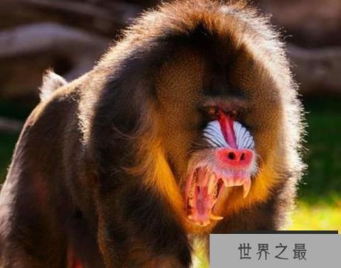 世界上最凶的猴子：山魈