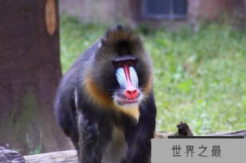 世界上最凶的猴子：山魈