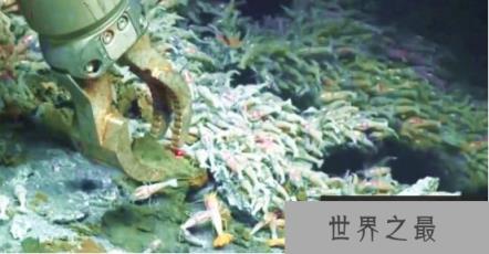 世界上最耐热的虾