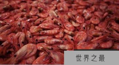世界上最耐热的虾
