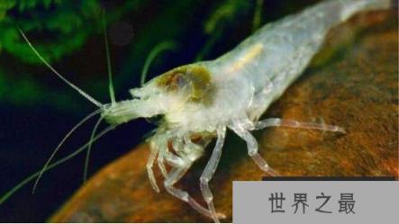 世界上最耐热的虾