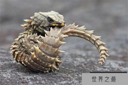世界上长得像龙的蜥蜴：南非犰狳蜥全身背着重装甲