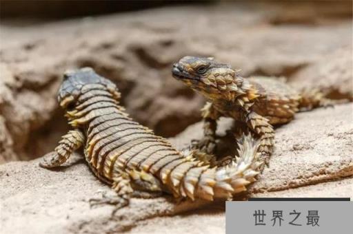 世界上长得像龙的蜥蜴：南非犰狳蜥全身背着重装甲