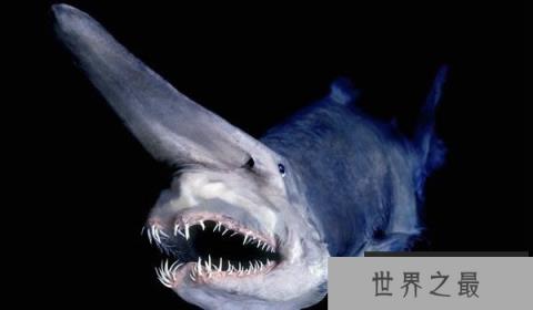 海洋中最奇特的十种鲨鱼