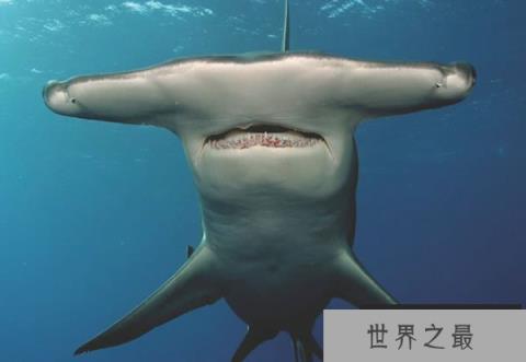 海洋中最奇特的十种鲨鱼