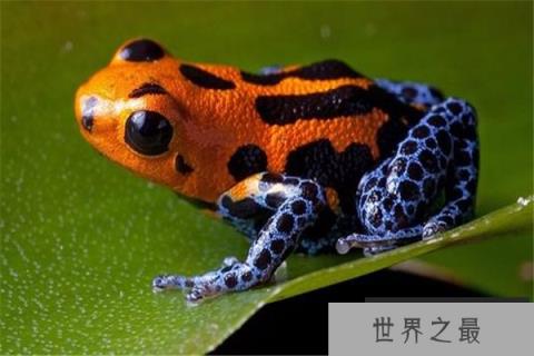 热带雨林十大恐怖生物