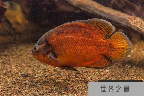 热带雨林十大恐怖生物