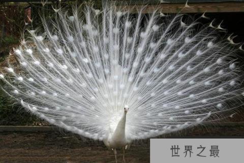 10大最美丽的白化动物