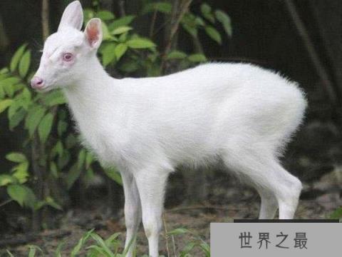 10大最美丽的白化动物