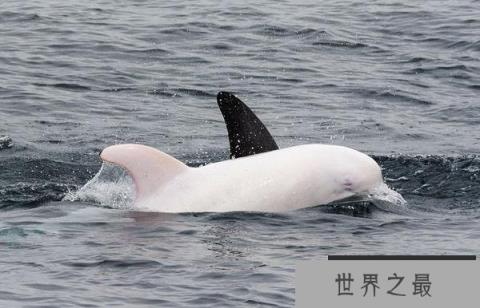 10大最美丽的白化动物