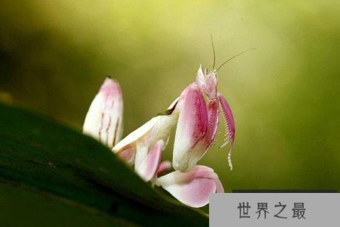 地球上漂亮好看的螳螂