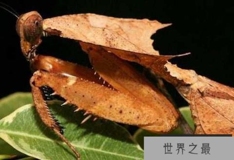 地球上漂亮好看的螳螂