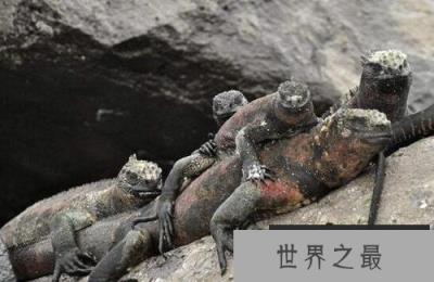 唯一能适应海洋生活的鬣蜥：海蜥蜴是哥斯拉的原型(www.1357vip.com)