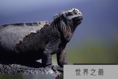 唯一能适应海洋生活的鬣蜥：海蜥蜴是哥斯拉的原型(www.1357vip.com)