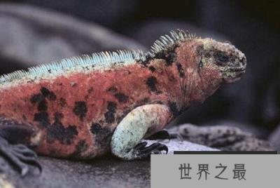 唯一能适应海洋生活的鬣蜥：海蜥蜴是哥斯拉的原型(www.1357vip.com)