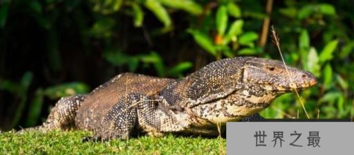 世界上最大的十种蜥蜴(www.1357vip.com)