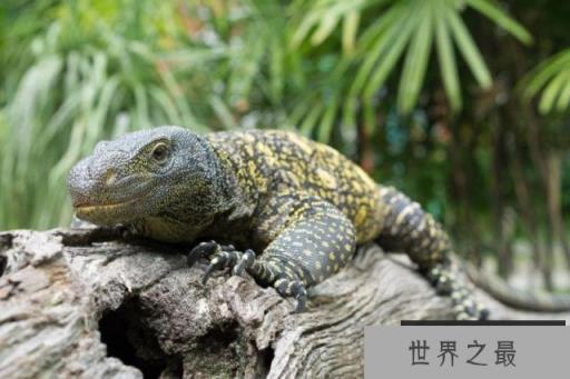 世界上最大的十种蜥蜴(www.1357vip.com)