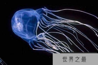 世界上四种最致命的有毒动物