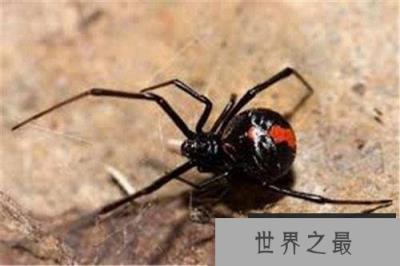 世界上四种最致命的有毒动物