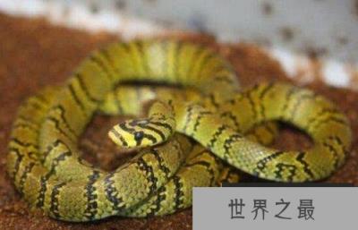 世界上最美的无毒蛇，横斑锦蛇