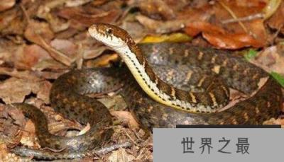 世界上最美的无毒蛇，横斑锦蛇