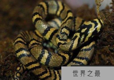 世界上最美的无毒蛇，横斑锦蛇
