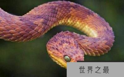 世界上最香的蛇：香蛇能当香水使用