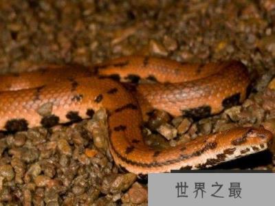 世界上最香的蛇：香蛇能当香水使用