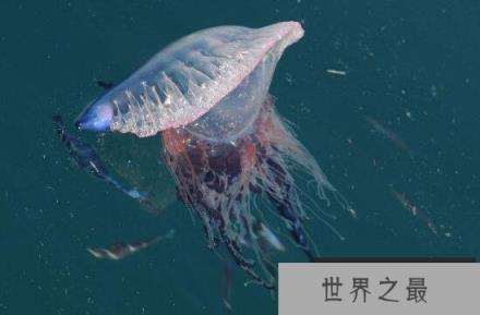 地球上毒性最强的水母：毒性不亚于任何毒蛇