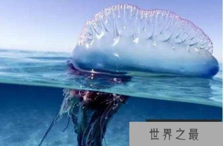 地球上毒性最强的水母：毒性不亚于任何毒蛇