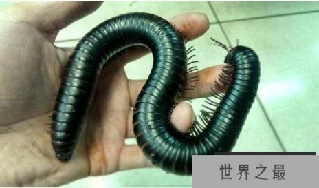 地球上最大的巨型马陆，体长可长到3米多