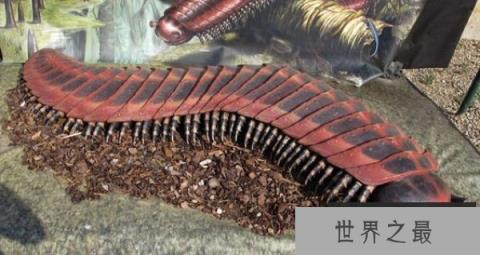 地球上最大的巨型马陆，体长可长到3米多