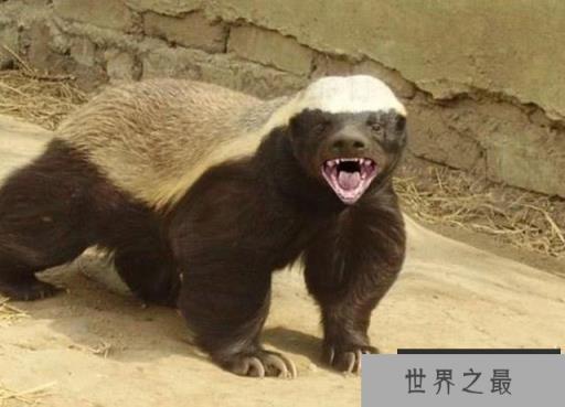 世界上最大胆的动物：狮子老虎斗都不放在眼里