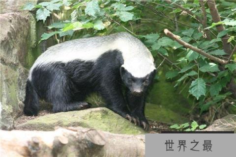 世界上最大胆的动物：狮子老虎斗都不放在眼里