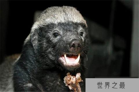 世界上最大胆的动物：狮子老虎斗都不放在眼里