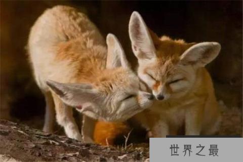世界上最大耳朵的狐狸，大耳狐耳朵最长达14厘米