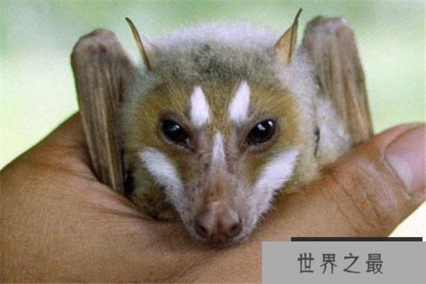 世界上最大最可爱的果蝠，爱吃水果不爱吸血