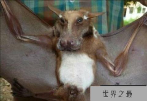 世界上最大最可爱的果蝠，爱吃水果不爱吸血