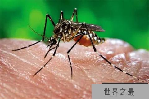 世界上最毒的蚊子是什么蚊子：花斑蚊攻击性很强