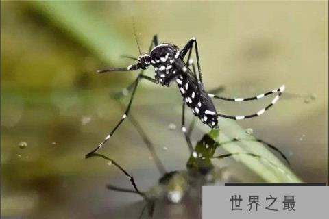 世界上最毒的蚊子是什么蚊子：花斑蚊攻击性很强