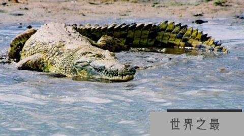 世界上最厉害的动物是什么：尼罗河鳄鱼