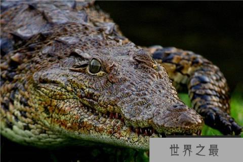 世界上最厉害的动物是什么：尼罗河鳄鱼