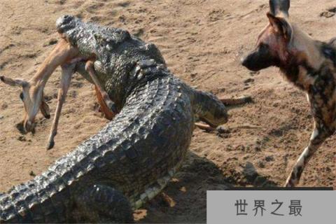 世界上最厉害的动物是什么：尼罗河鳄鱼